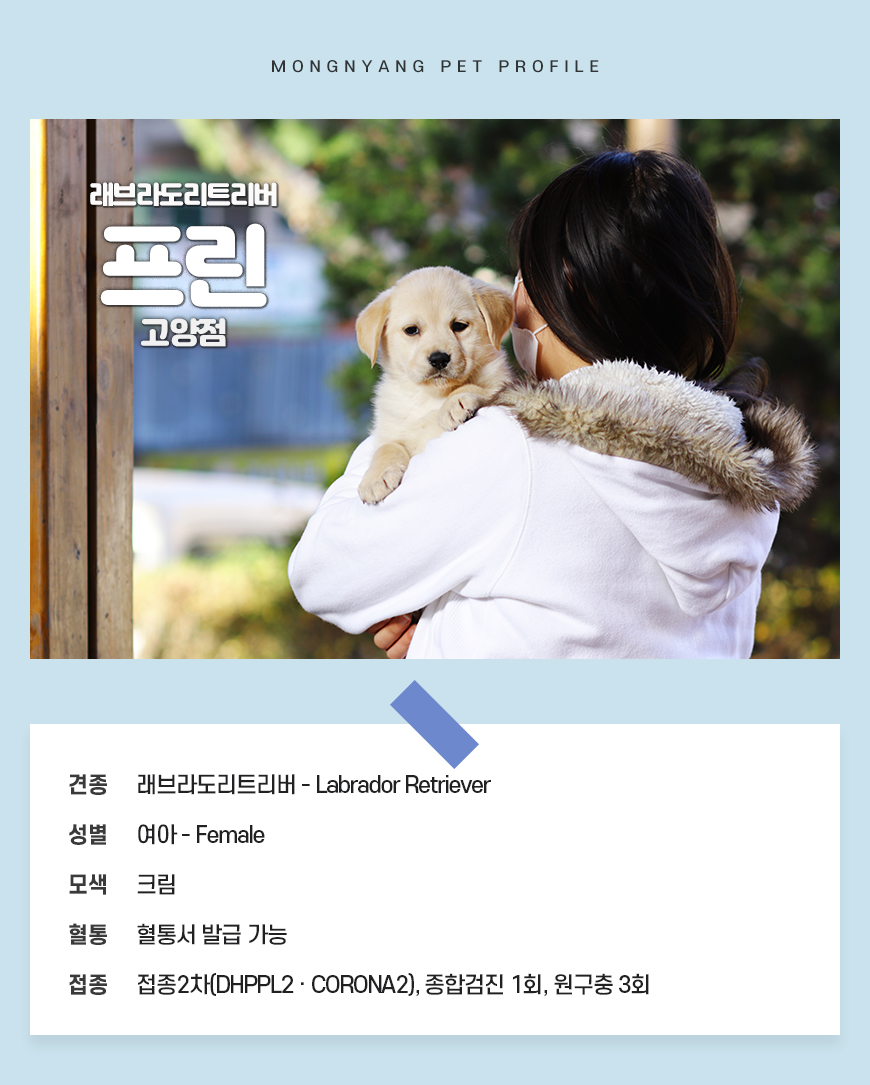 래브라도리트리버 프린 : 몽냥몽냥 - 강아지분양 고양이분양 래브라도리트리버 프린 : 몽냥몽냥 - 강아지분양 고양이분양