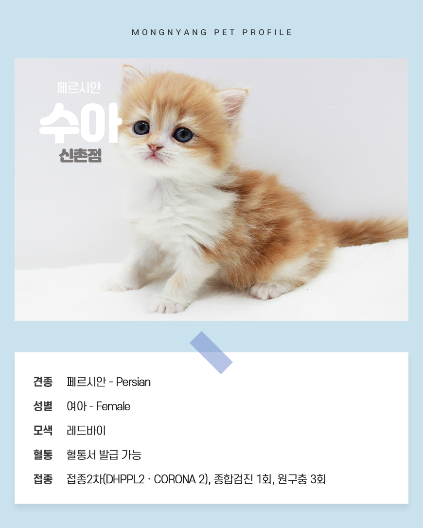 페르시안 분양 - 건강검진 완료 고양이 | 몽냥몽냥