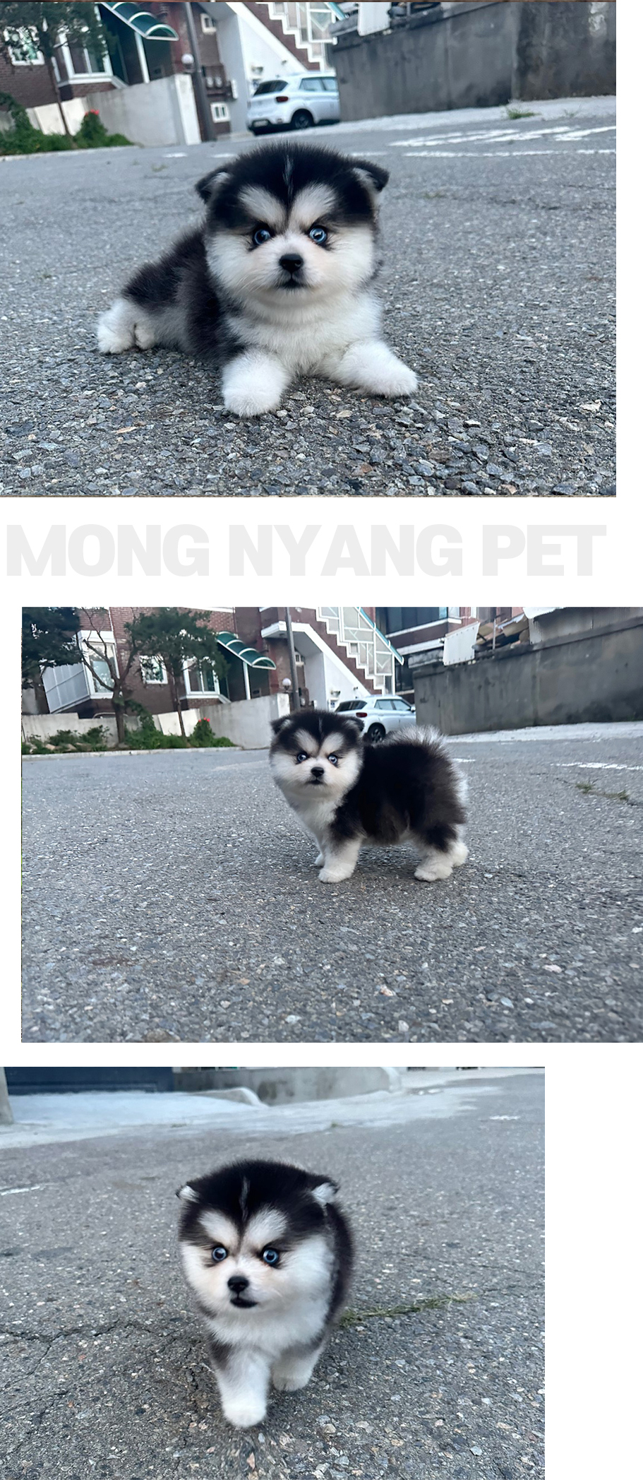 pomsky puppy for sale