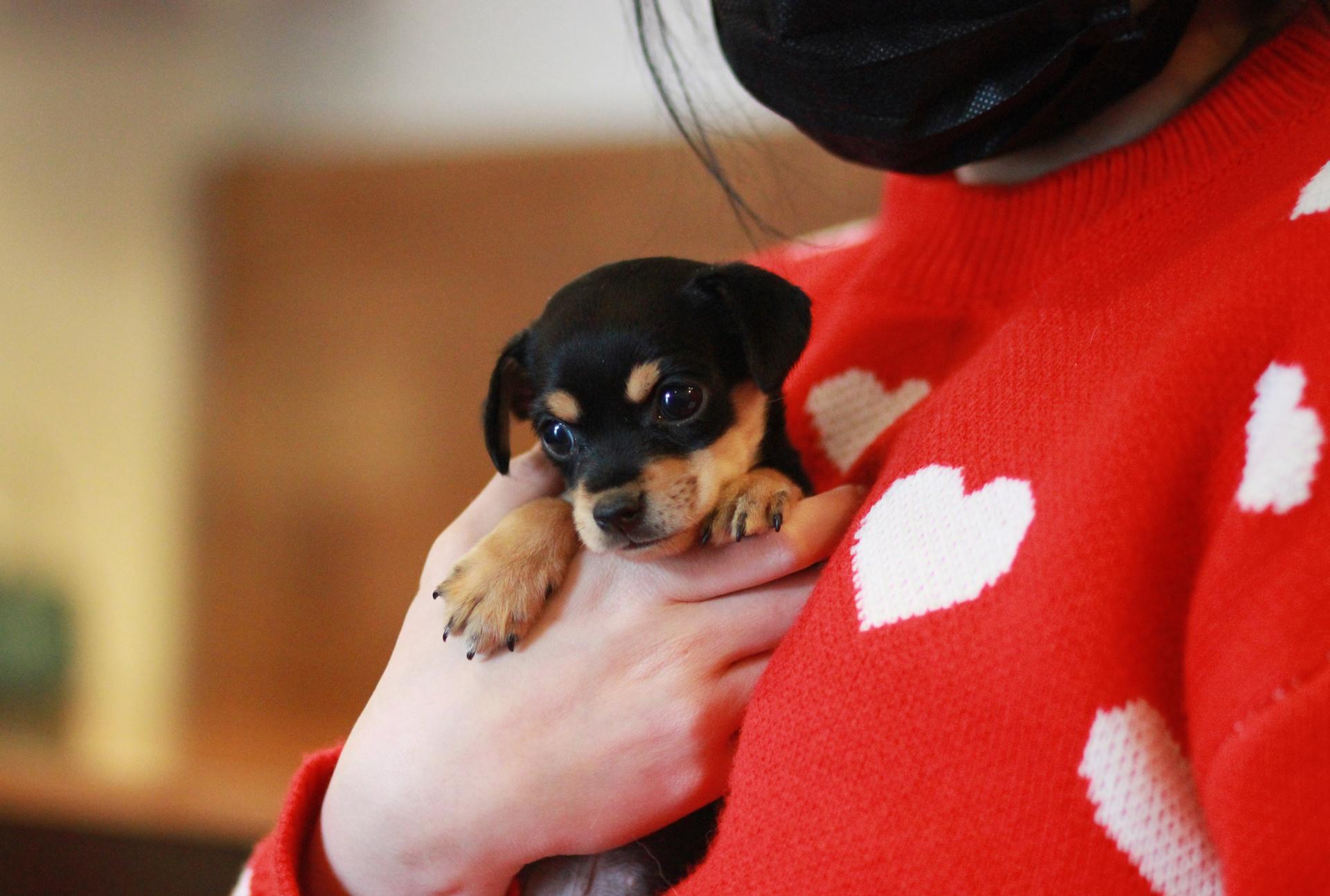 미니어처 핀셔 분양