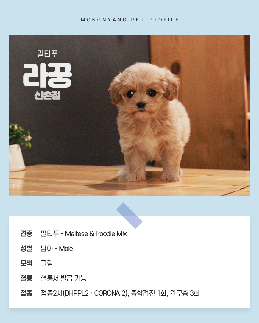 말티푸 분양 - 건강검진 완료 강아지 | 몽냥몽냥