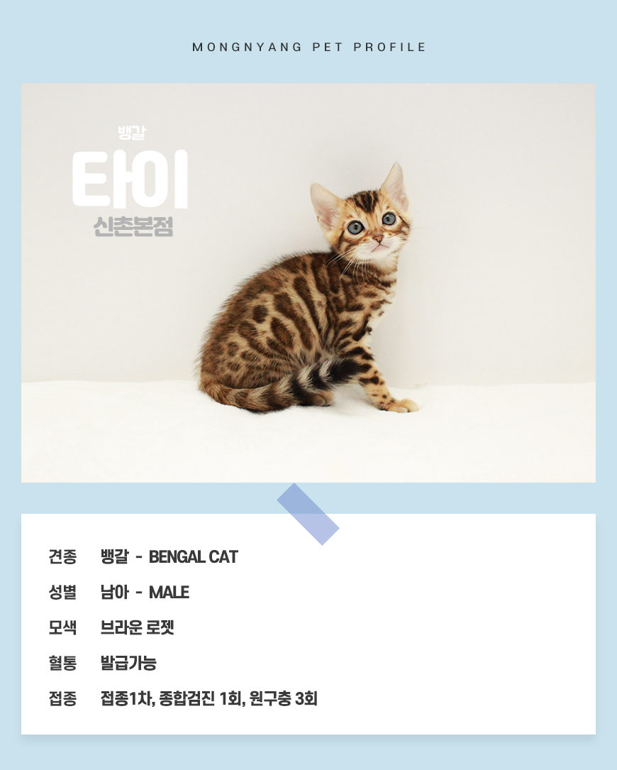 뱅갈 분양 - 건강검진 완료 고양이 | 몽냥몽냥