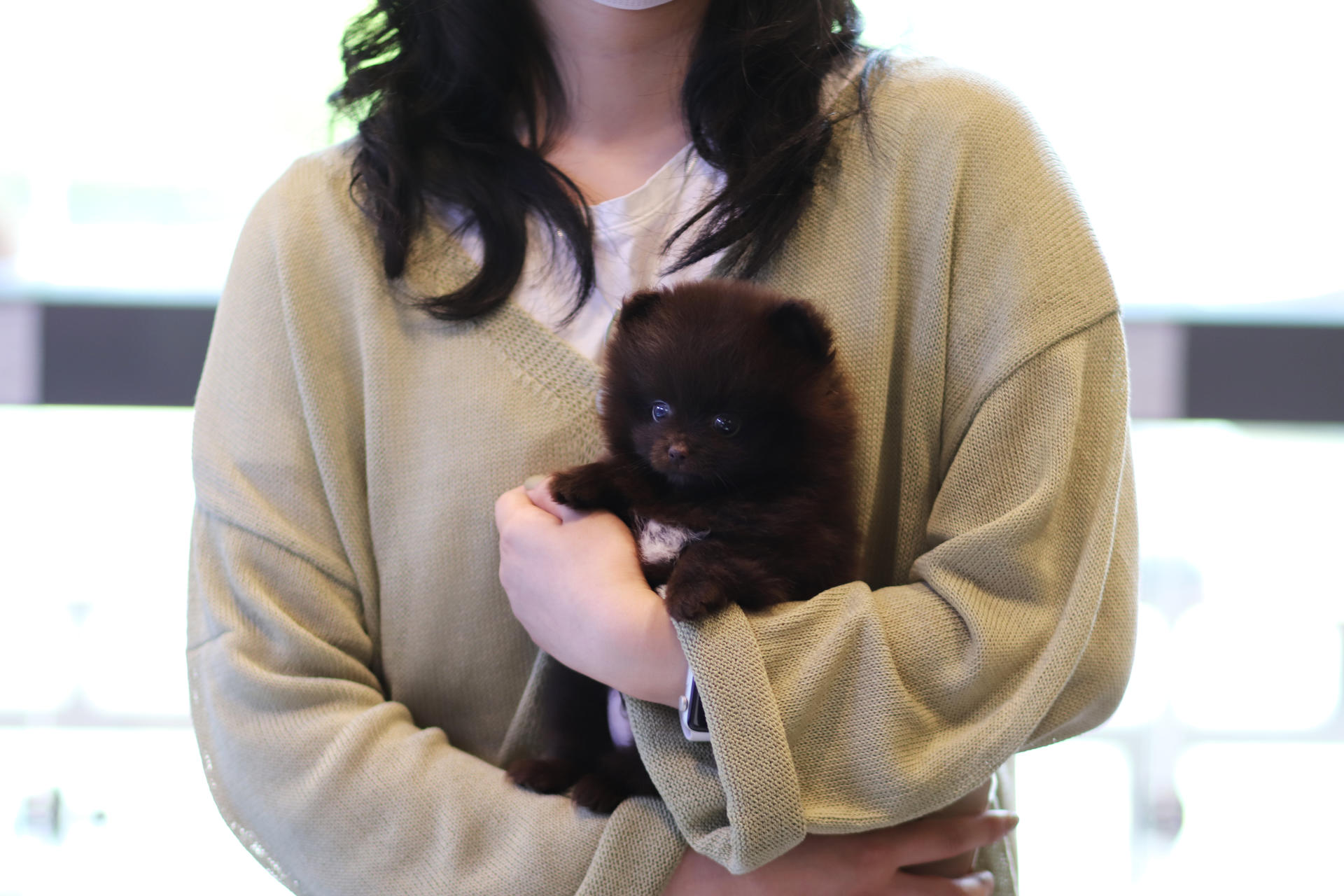 포메라니안 분양후기 실사진 - 엘레강스한 매력 | 건강검진 완료 강아지 분양 몽냥몽냥
