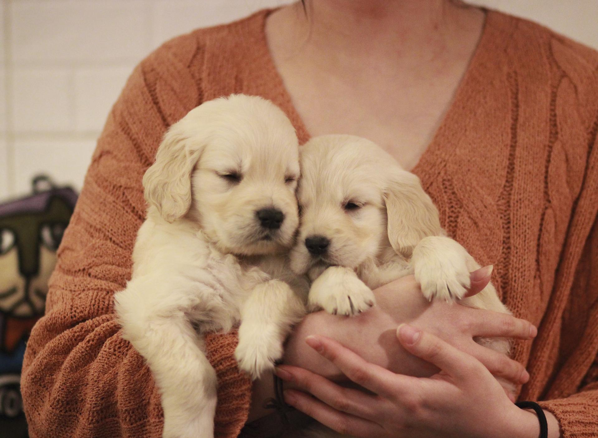 골든리트리버 분양