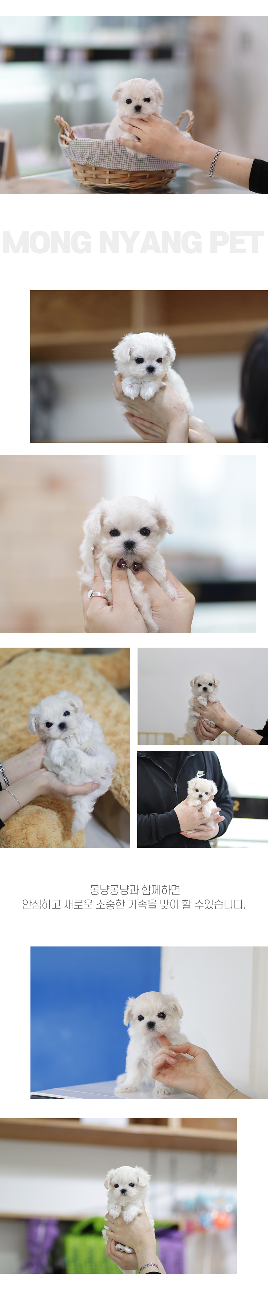 maltese puppy for sale