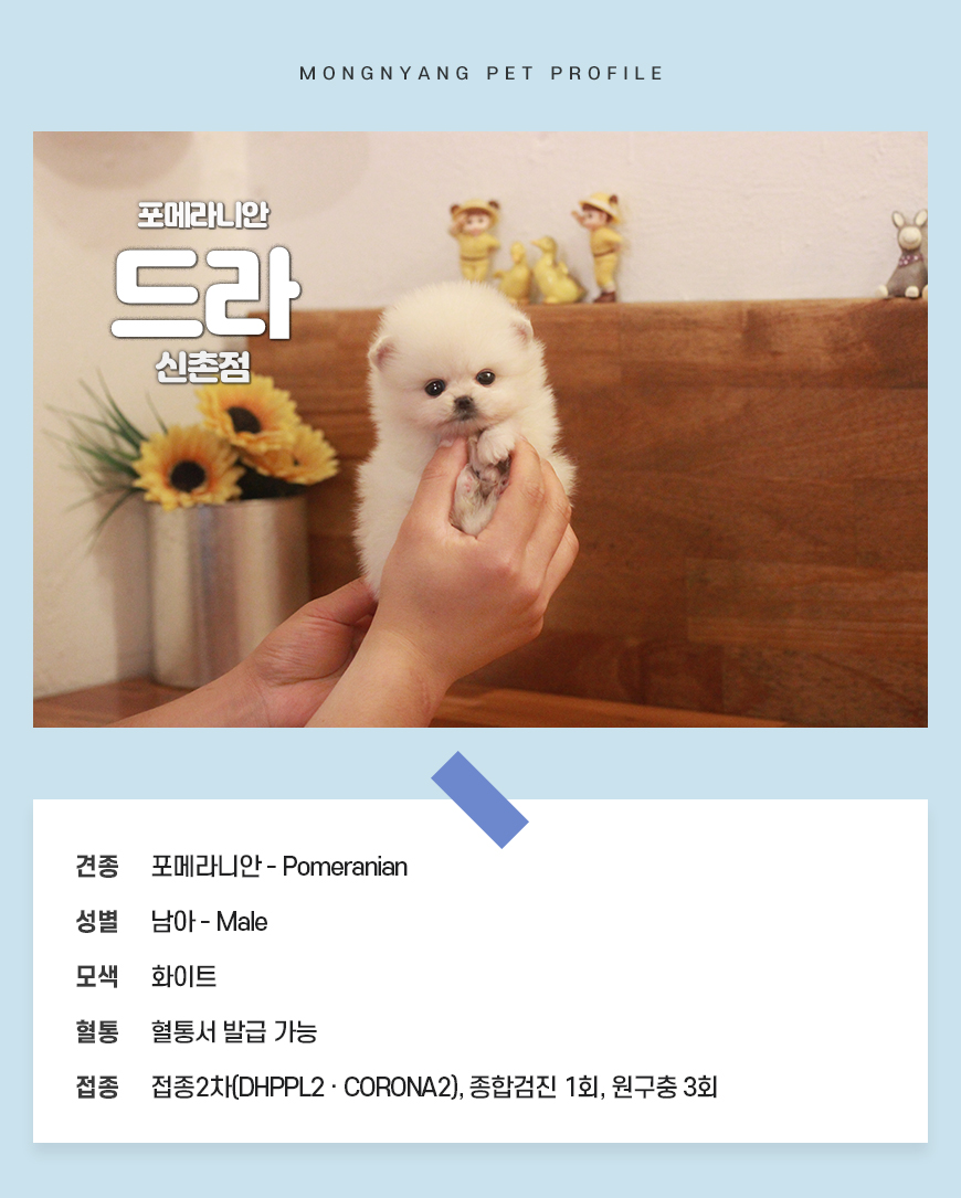 서울 포메라니안 강아지 분양