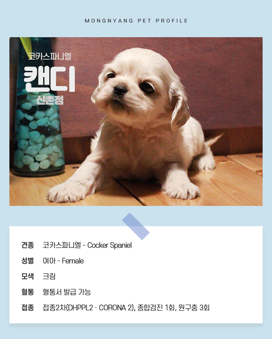 코카스파니엘 분양 - 건강검진 완료 강아지 | 몽냥몽냥