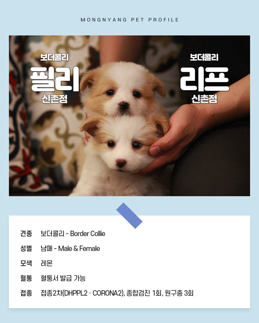 보더콜리 분양 - 건강검진 완료 강아지 | 몽냥몽냥