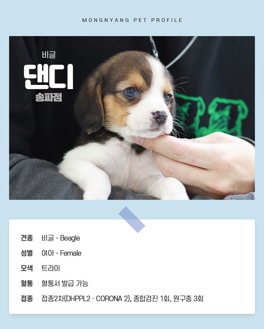 비글 댄디 : 강아지분양 – 말티푸·시츄·폼스키 등 인기견 전문｜몽냥몽냥, image size:870x1085