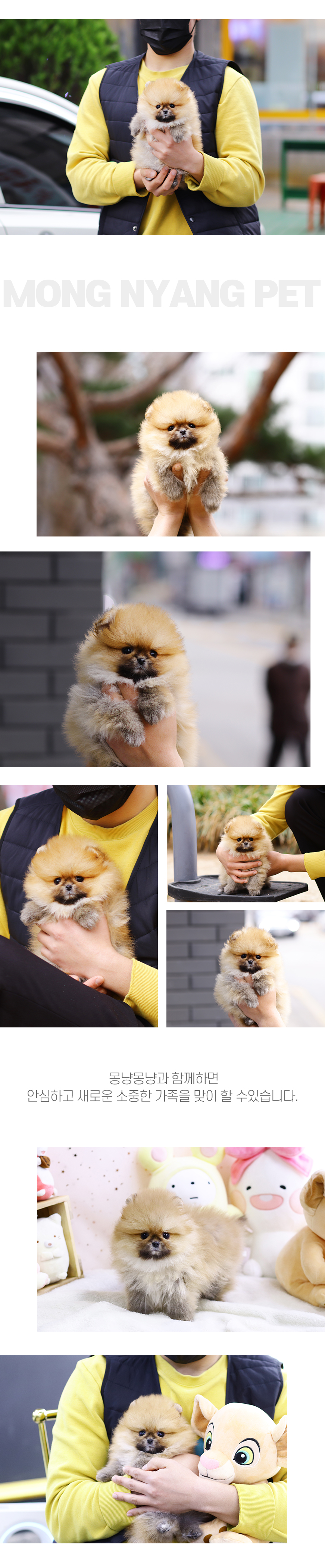 서울 은평 세이블 포메라니안 분양