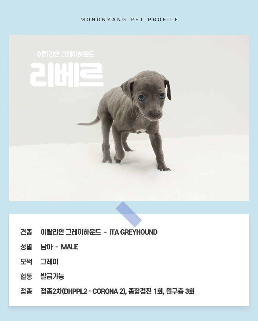 이탈리안 분양 - 건강검진 완료 강아지 | 몽냥몽냥