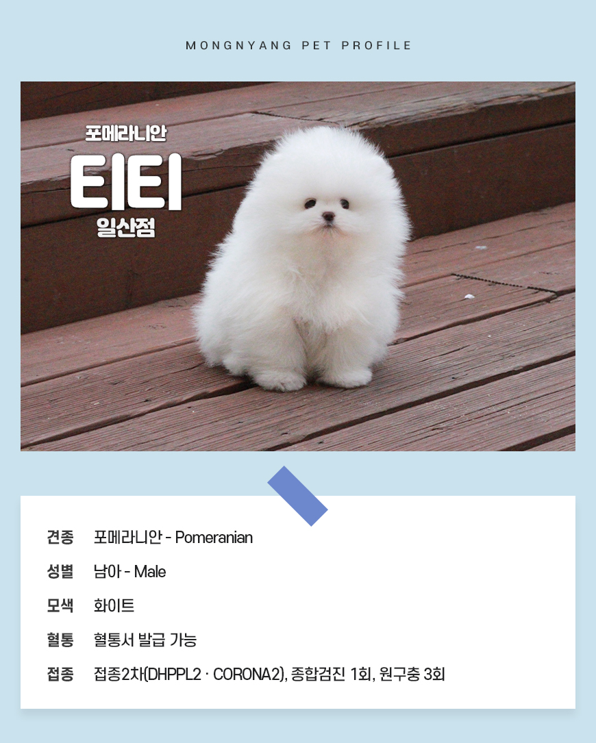 화이트 포메라니안 일산