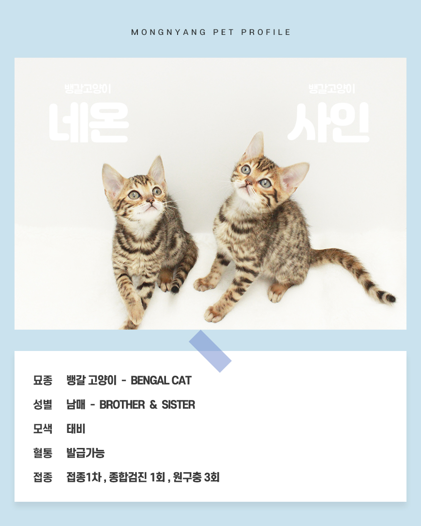 뱅갈 분양 - 건강검진 완료 고양이 | 몽냥몽냥