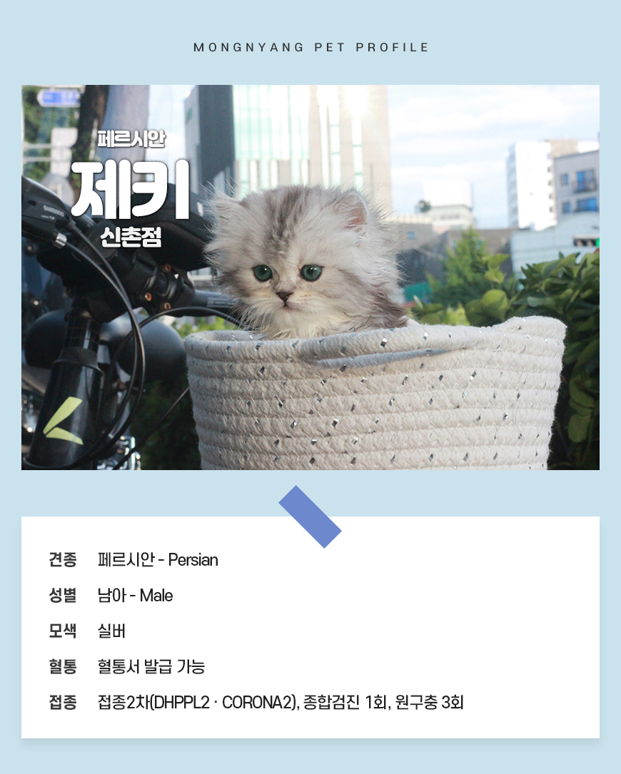 페르시안 분양 - 건강검진 완료 고양이 | 몽냥몽냥
