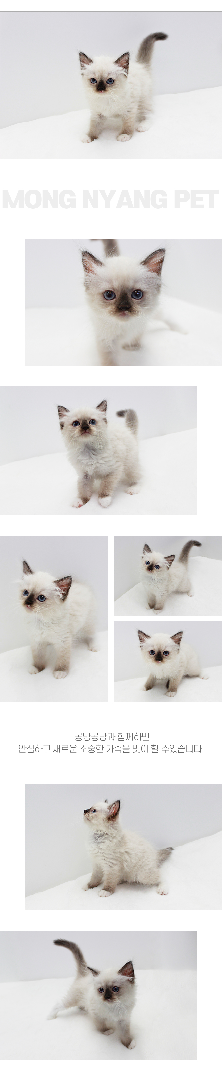 랙돌 분양 - 건강한 고양이 전문점 | 몽냥몽냥