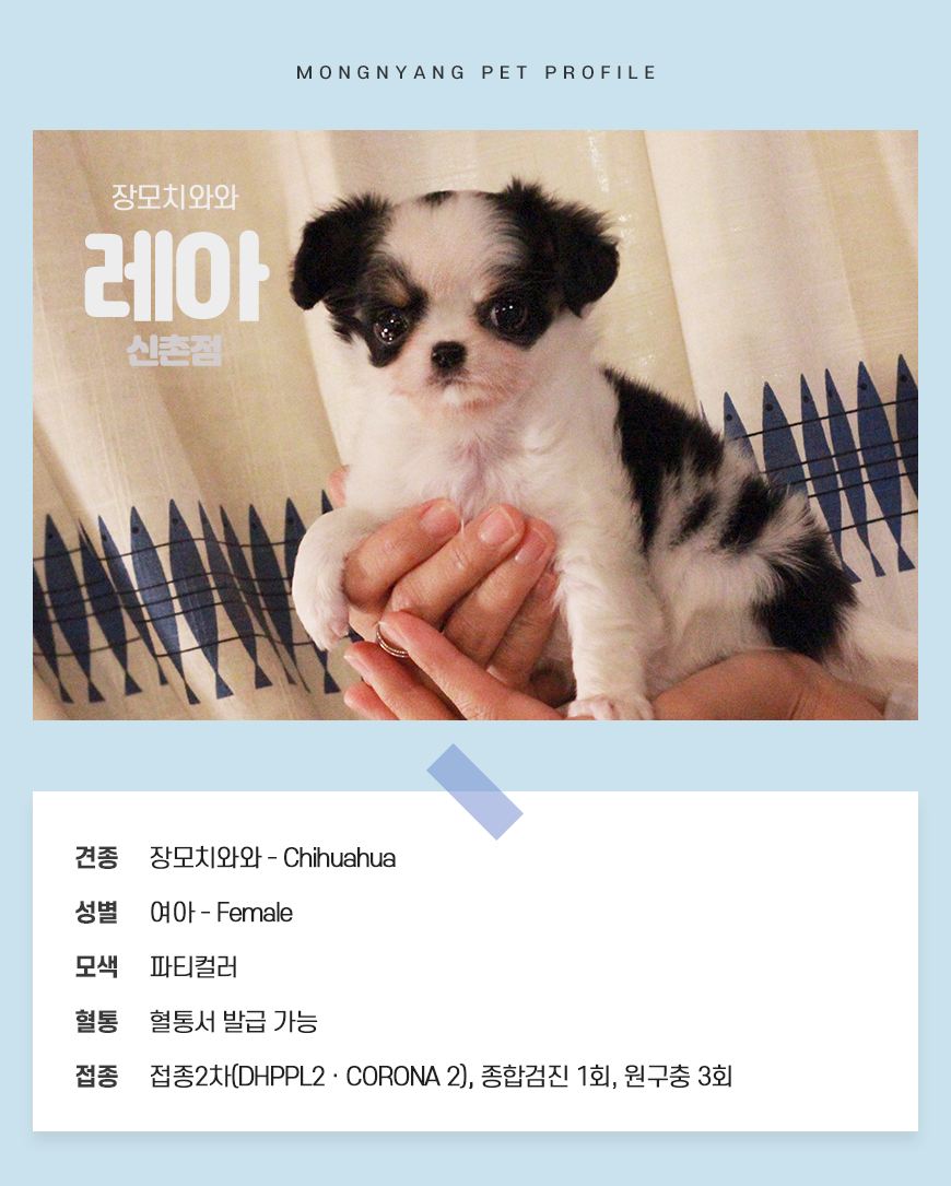 장모치와와 분양 - 건강검진 완료 강아지 | 몽냥몽냥