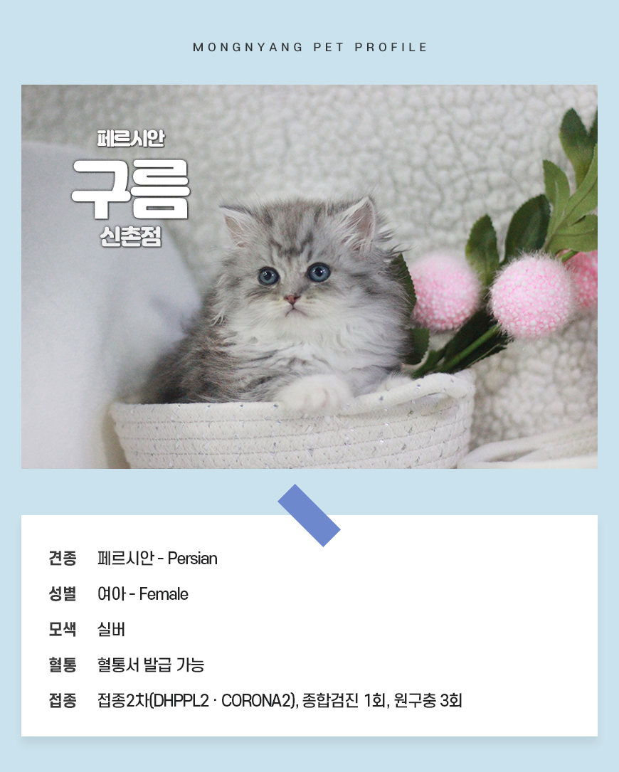 페르시안 분양 - 건강검진 완료 고양이 | 몽냥몽냥