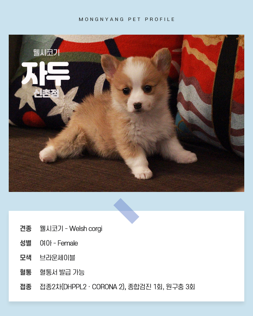웰시코기 분양 - 건강검진 완료 강아지 | 몽냥몽냥