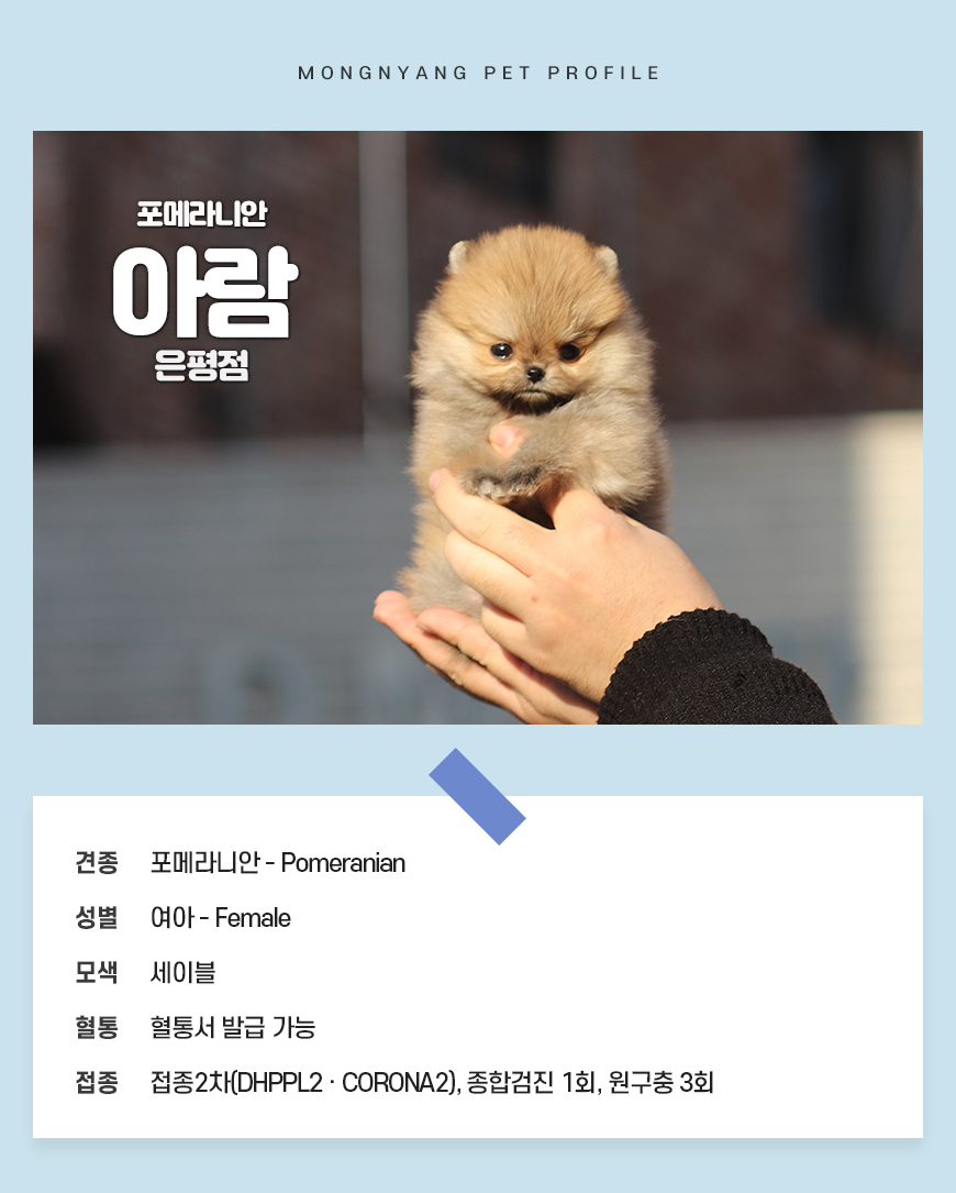 오렌지 세이블 포메라니안 분양