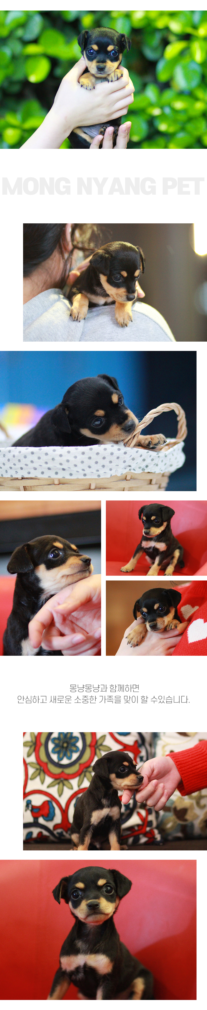 서울강아지분양