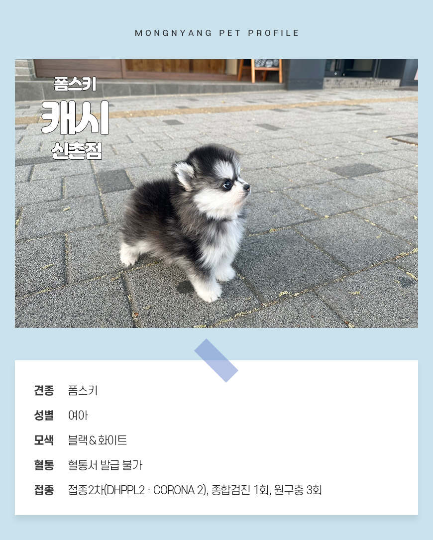 pomsky puppy for sale