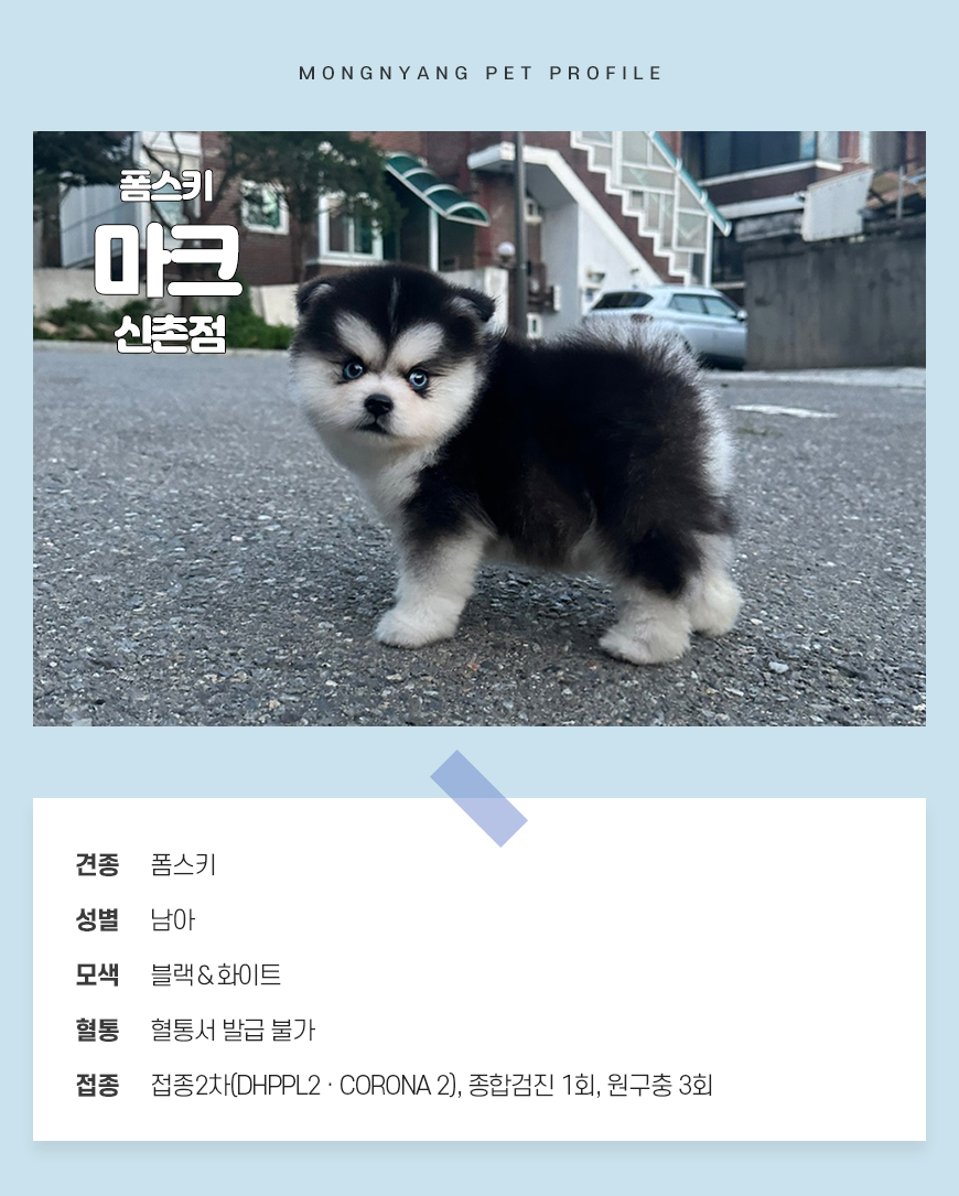 블랙 화이트 블루아이 폼스키 분양