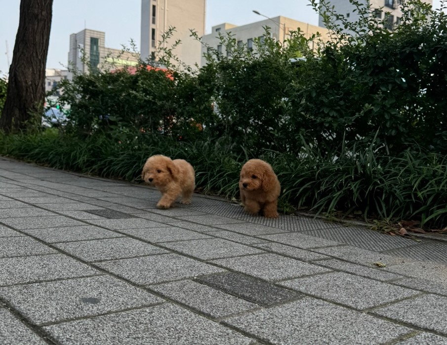 골든두들 분양 - 분양후기 실사진 | 몽냥몽냥