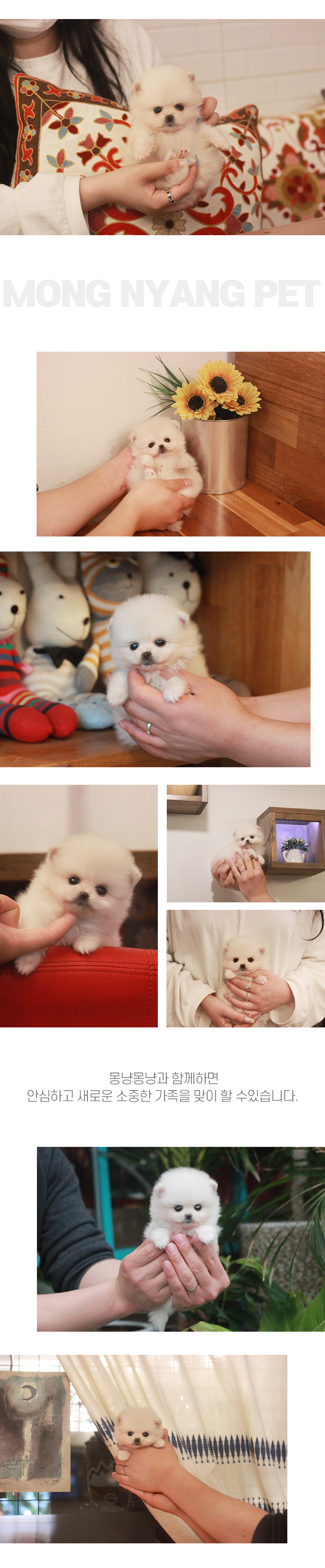 화이트 포메라니안 용산 은평 서대문