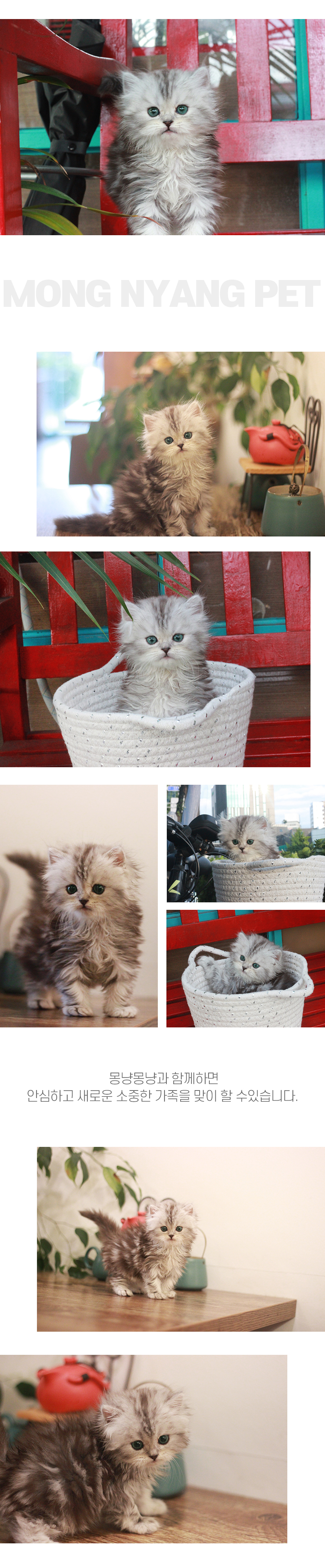 페르시안 분양 - 건강한 고양이 전문점 | 몽냥몽냥