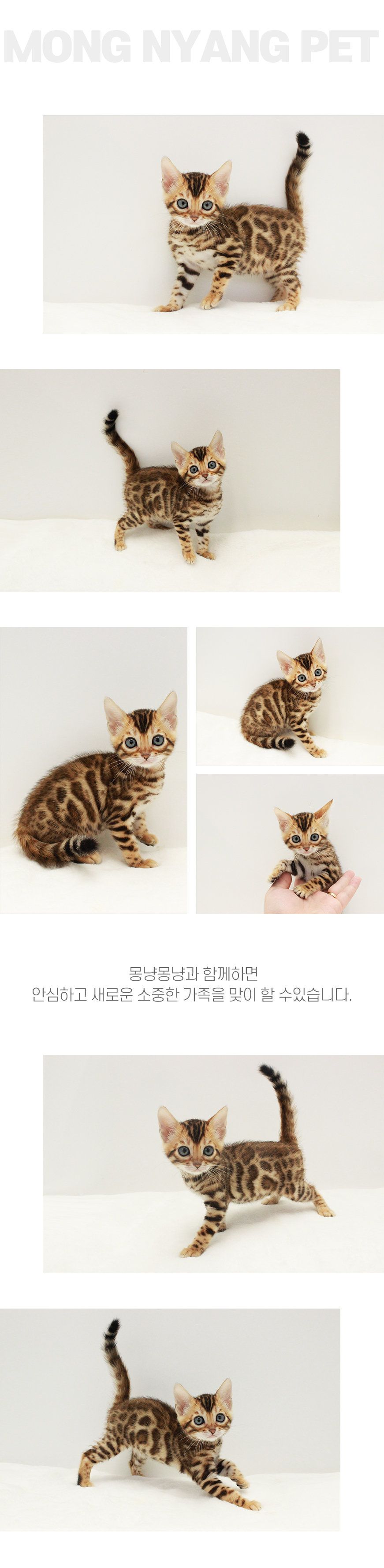 뱅갈 분양 - 건강한 고양이 전문점 | 몽냥몽냥