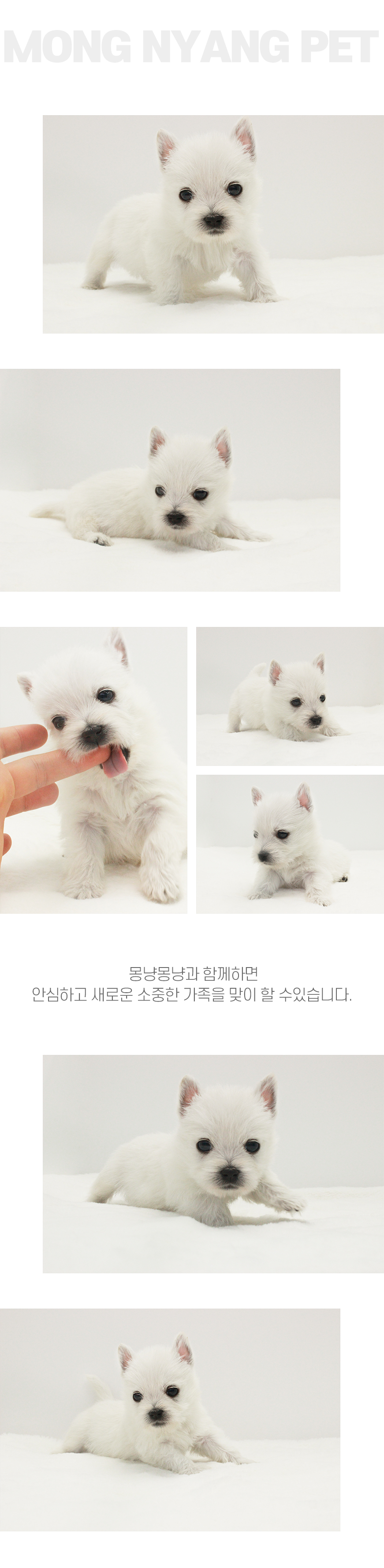 화이트테리어 분양 - 건강한 강아지 전문점 | 몽냥몽냥