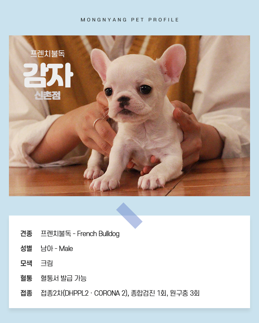 프렌치불독 분양 - 건강검진 완료 강아지 | 몽냥몽냥