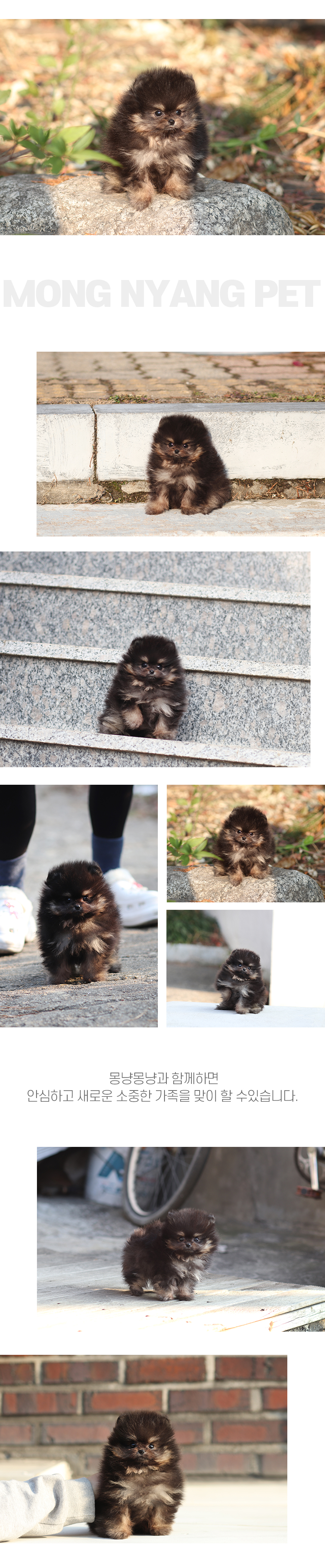 서울 은평 마포 블랙탄 포메 애견 분양