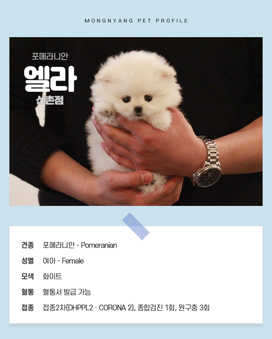 포메라니안 분양