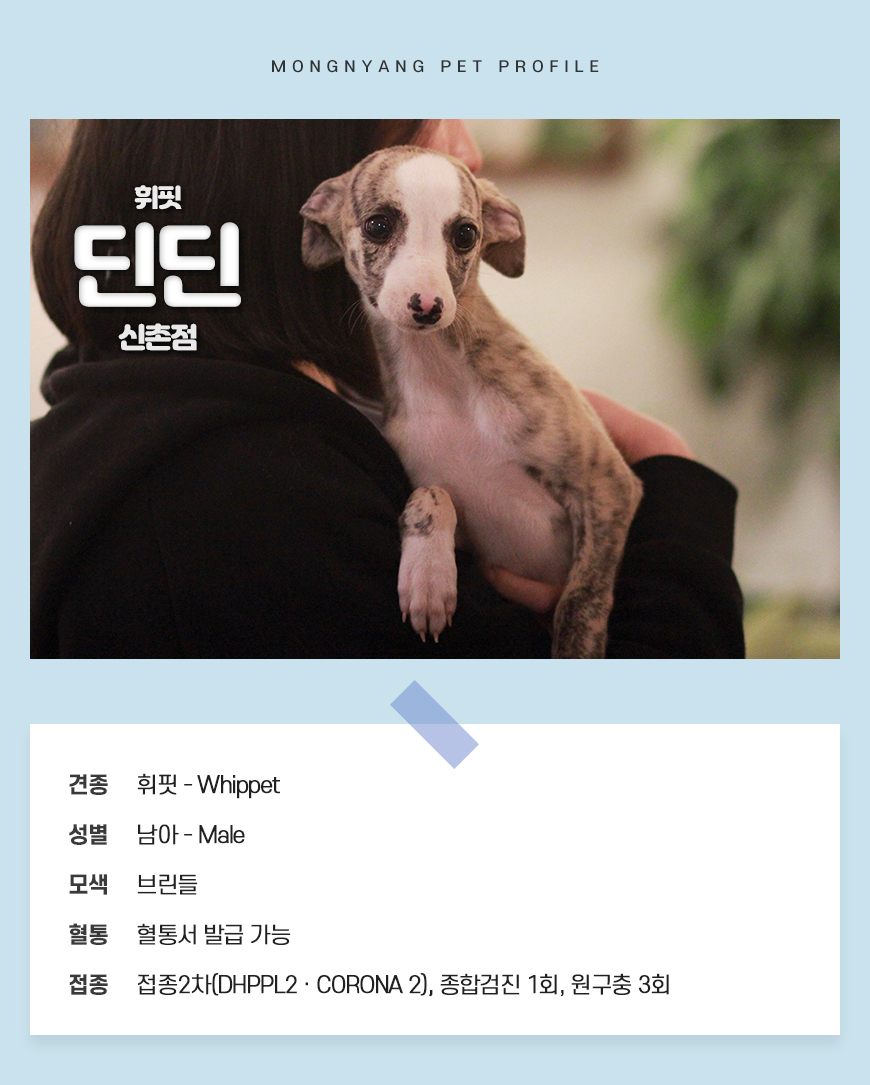 휘핏 분양