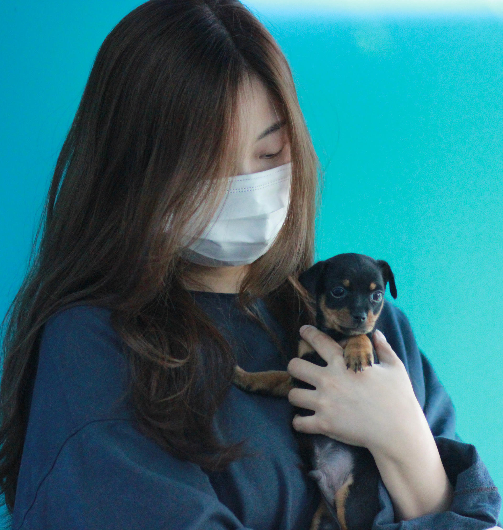 미니핀 분양후기 실사진 - 단단한 근육질 견종 | 건강검진 완료 강아지 분양 몽냥몽냥