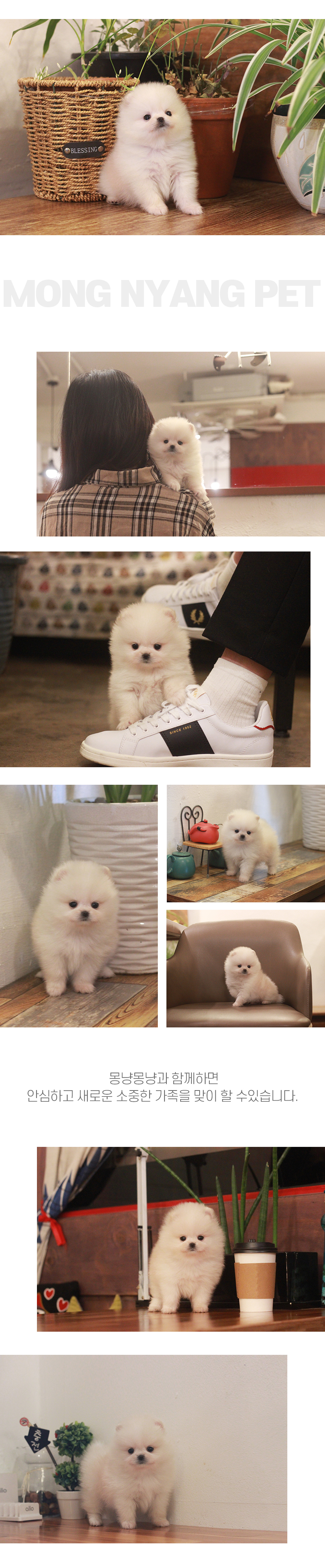 서울 마포 은평 종로 포메라니안 강아지 분양