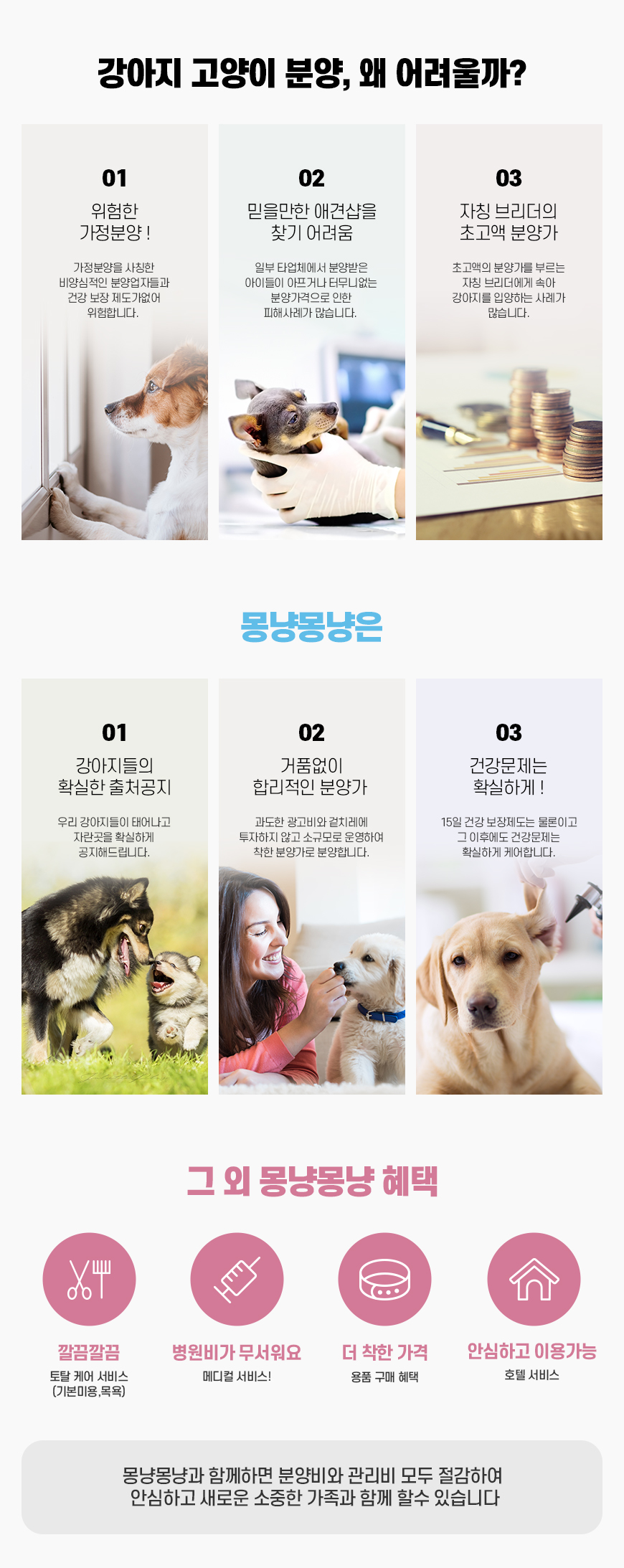 서울 은평 마포 강서 세이블 포메라니안 강아지 분양