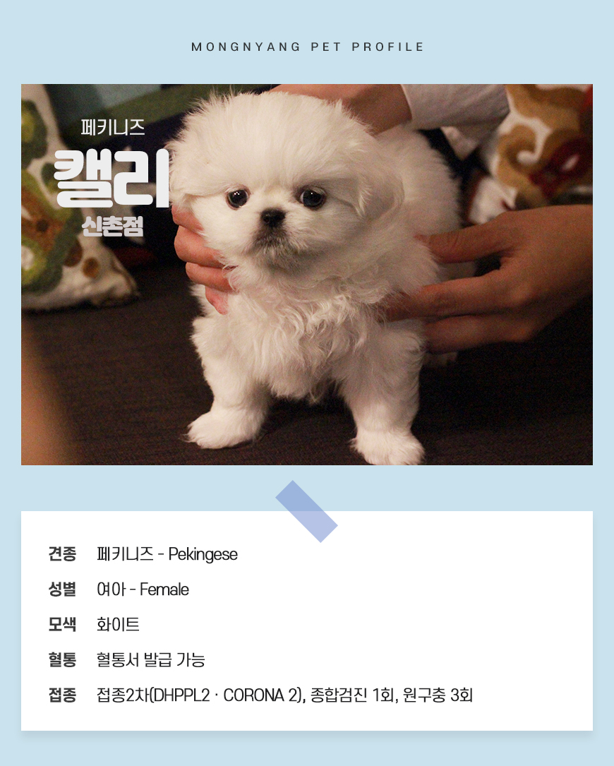 서울 경기 강아지분양 화이트 페키니즈분양