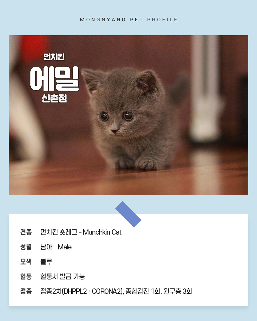 먼치킨 분양 - 건강검진 완료 고양이 | 몽냥몽냥
