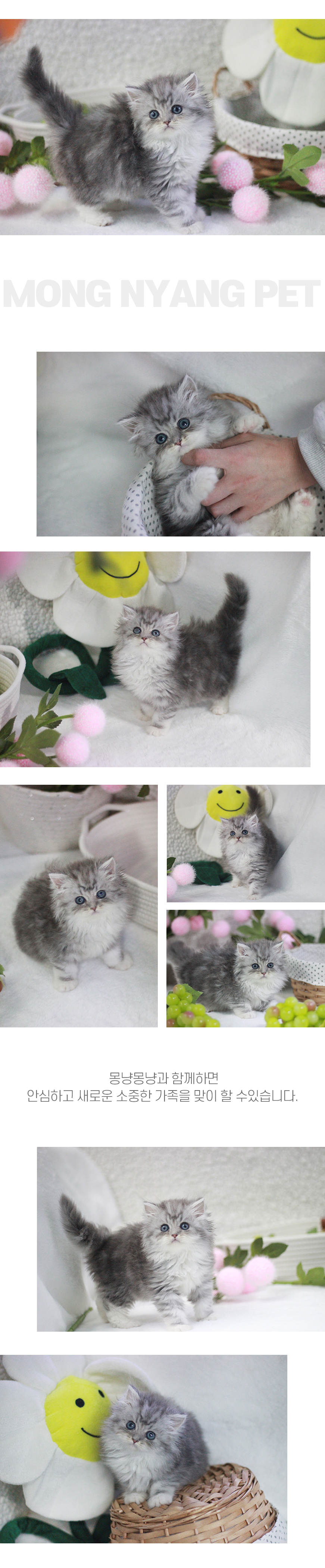 페르시안 분양 - 건강한 고양이 전문점 | 몽냥몽냥
