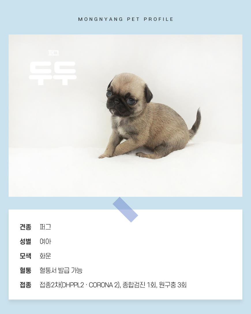 퍼그 분양 - 건강검진 완료 강아지 | 몽냥몽냥