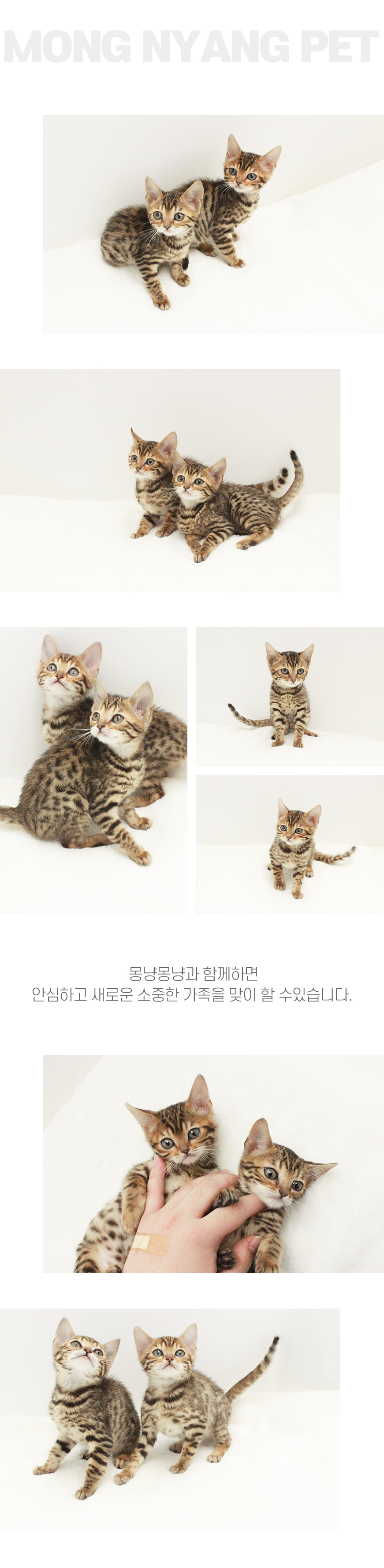 뱅갈 분양 - 건강한 고양이 전문점 | 몽냥몽냥