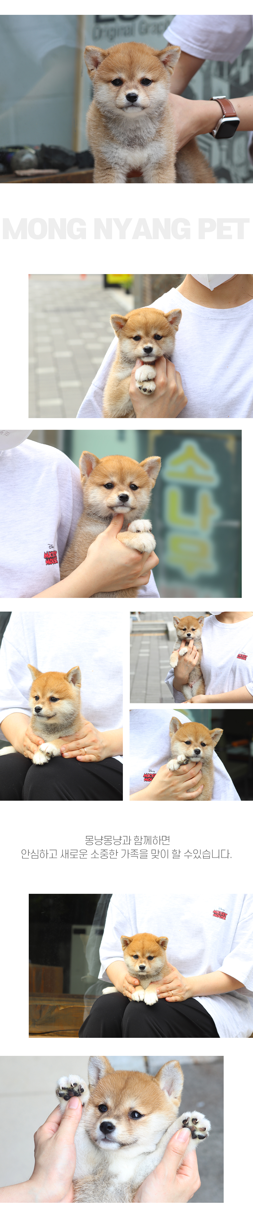 시바견 분양 - 건강한 강아지 전문점 | 몽냥몽냥