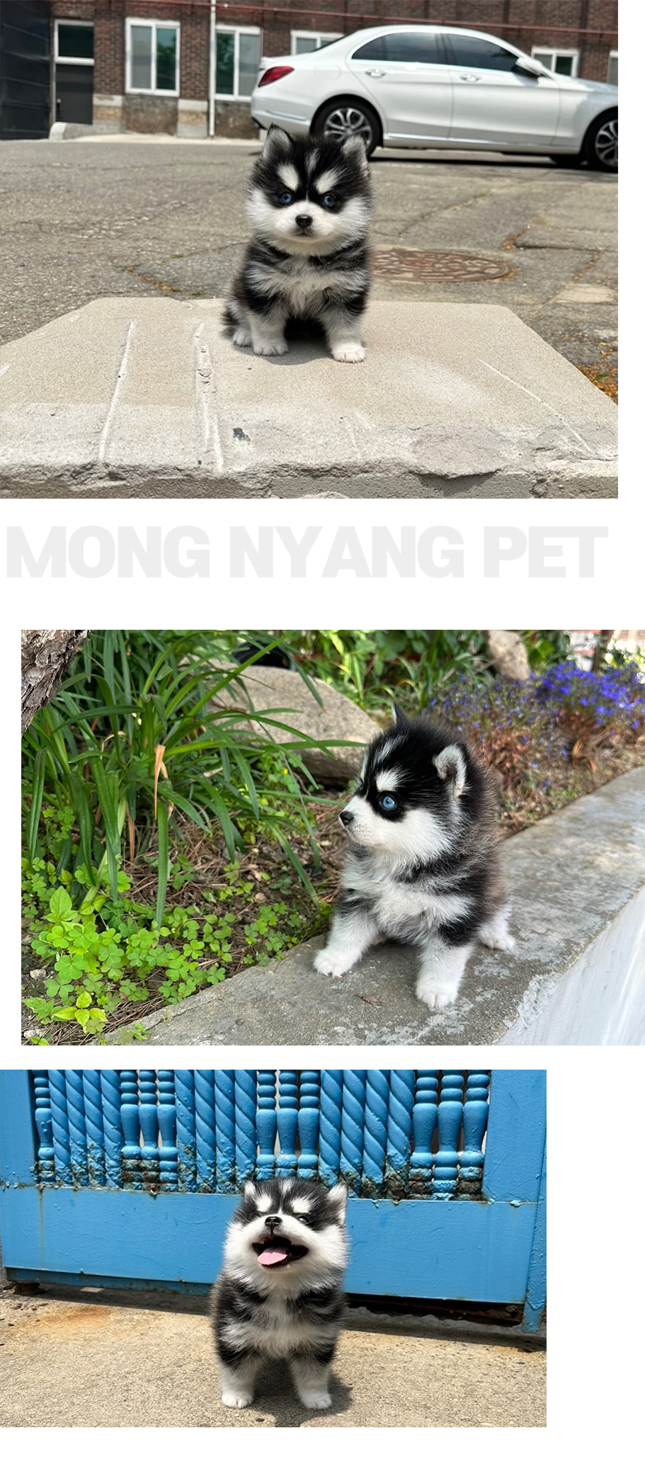 폼스키 분양 - 실사진 인증 | 몽냥몽냥 강아지 분양