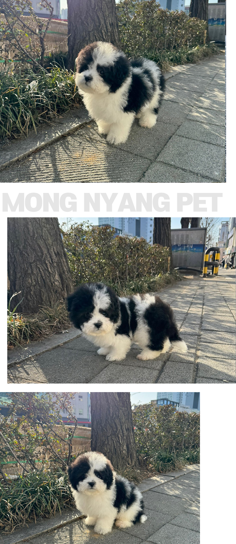 미니두들 분양 - 건강한 강아지 전문점 | 몽냥몽냥