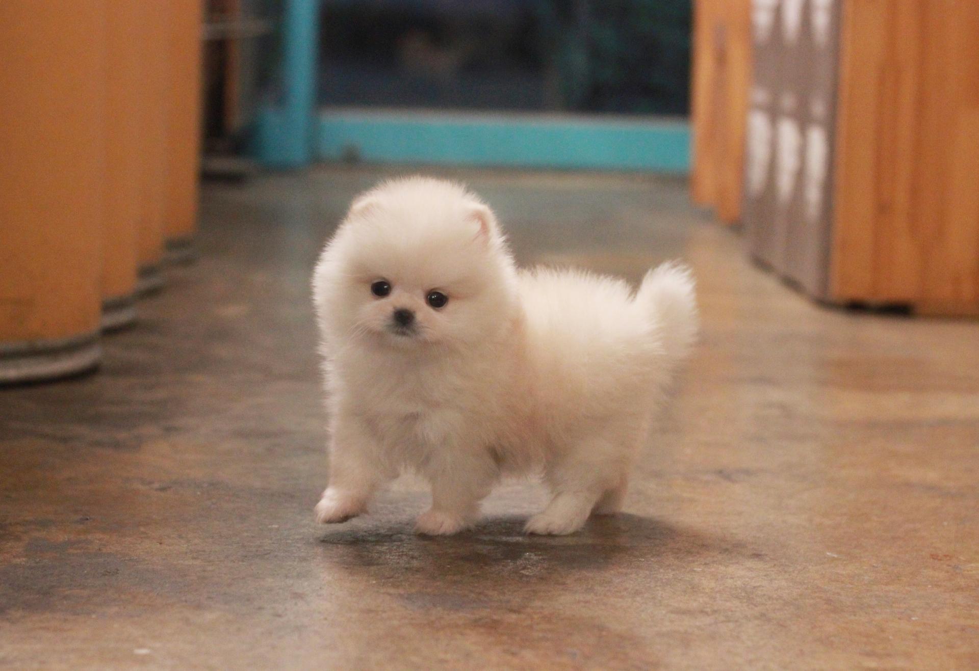 은평 서대문 송파 강아지분양