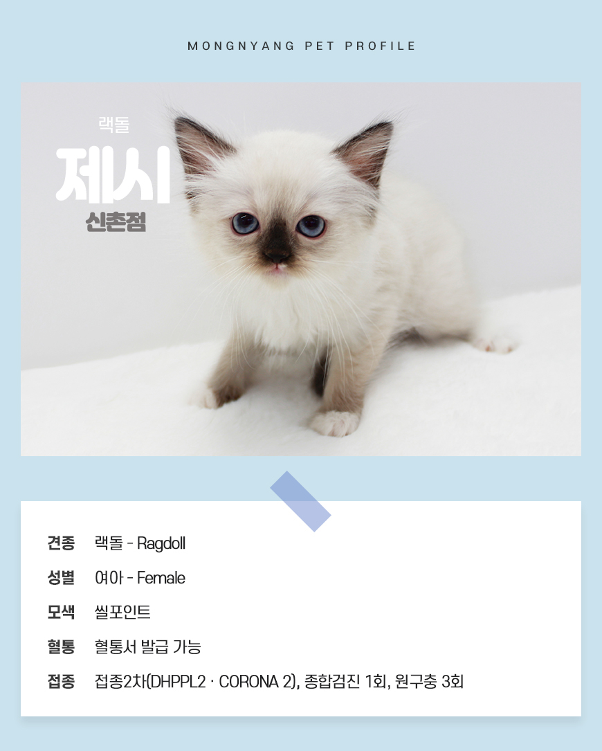 랙돌 분양 - 건강검진 완료 고양이 | 몽냥몽냥