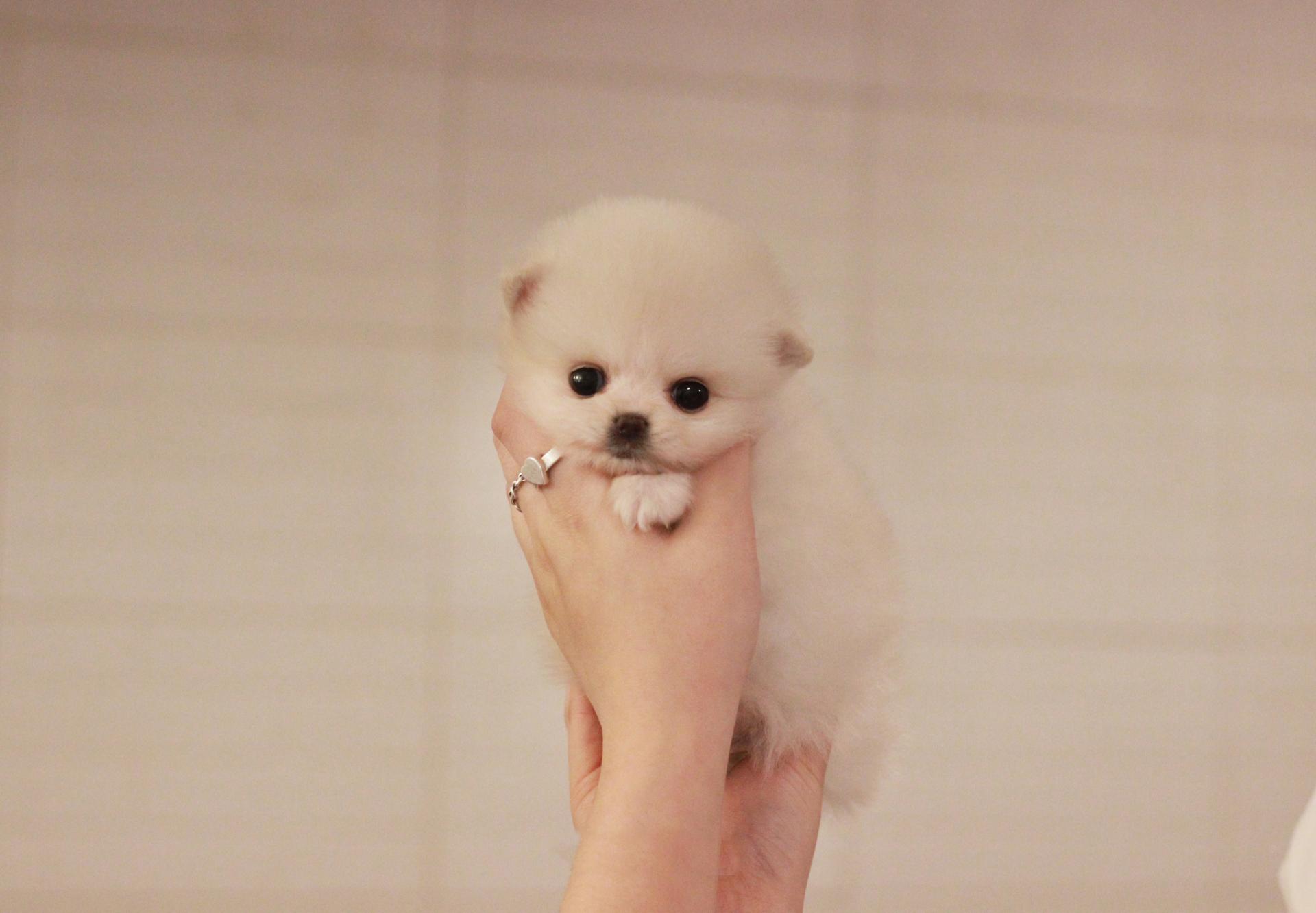 마포 포메라니안 강아지