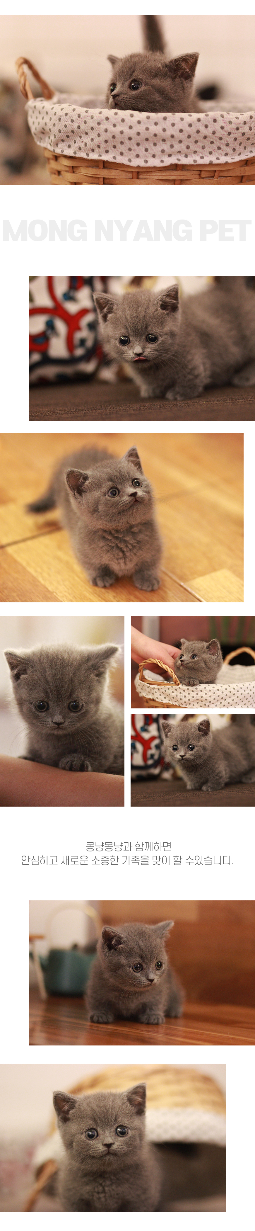 먼치킨 분양 - 건강한 고양이 전문점 | 몽냥몽냥